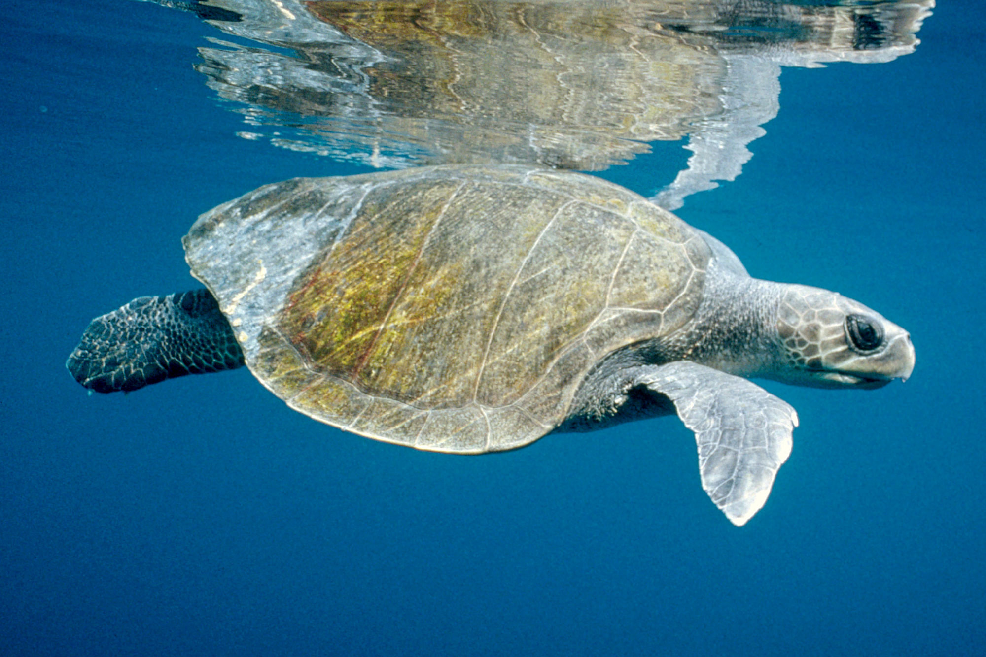 Olive Ridley Turtle / Mirissa