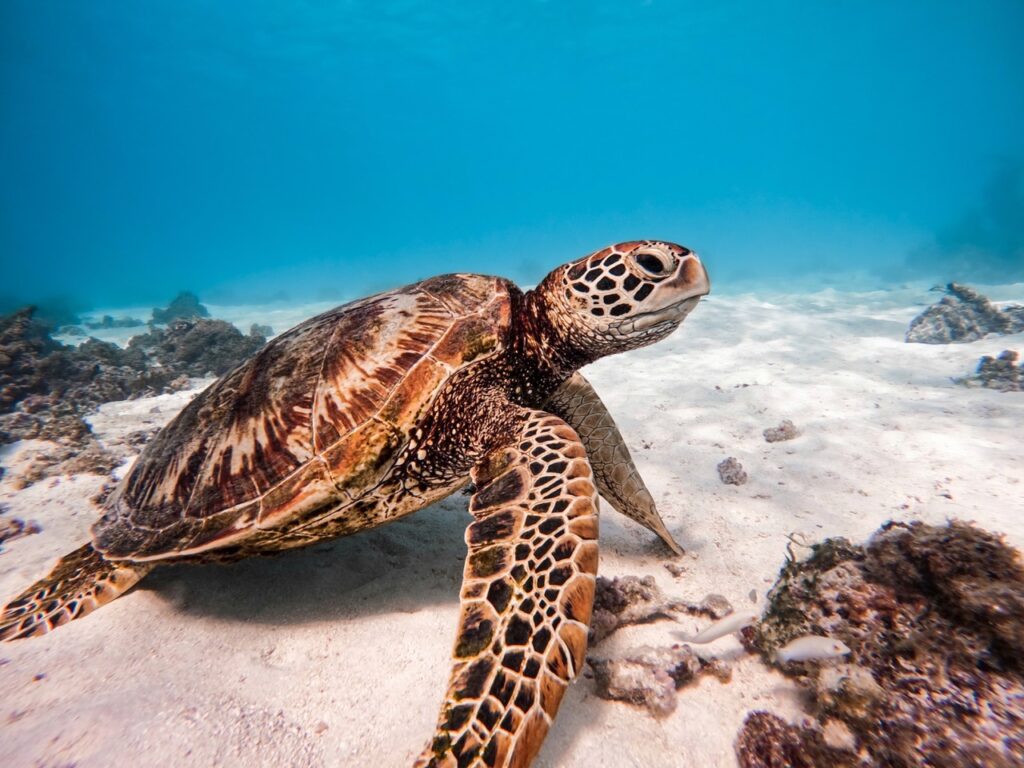 Hawksbill Turtle / Mirissa